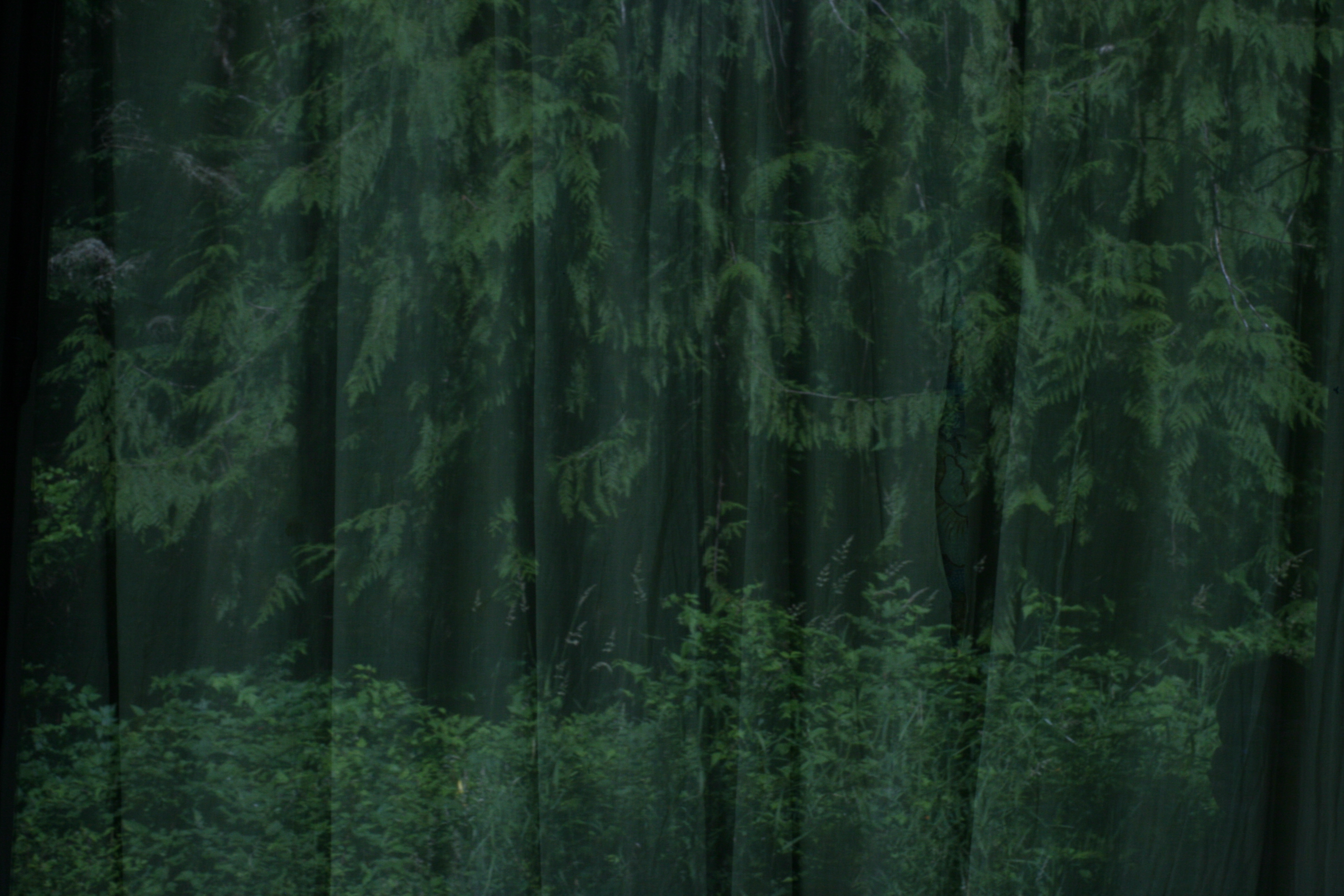 black lettering over forrest scene